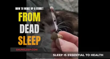 Ferret's Deep Slumber: Tips to Gently Stir a Waking Ferret