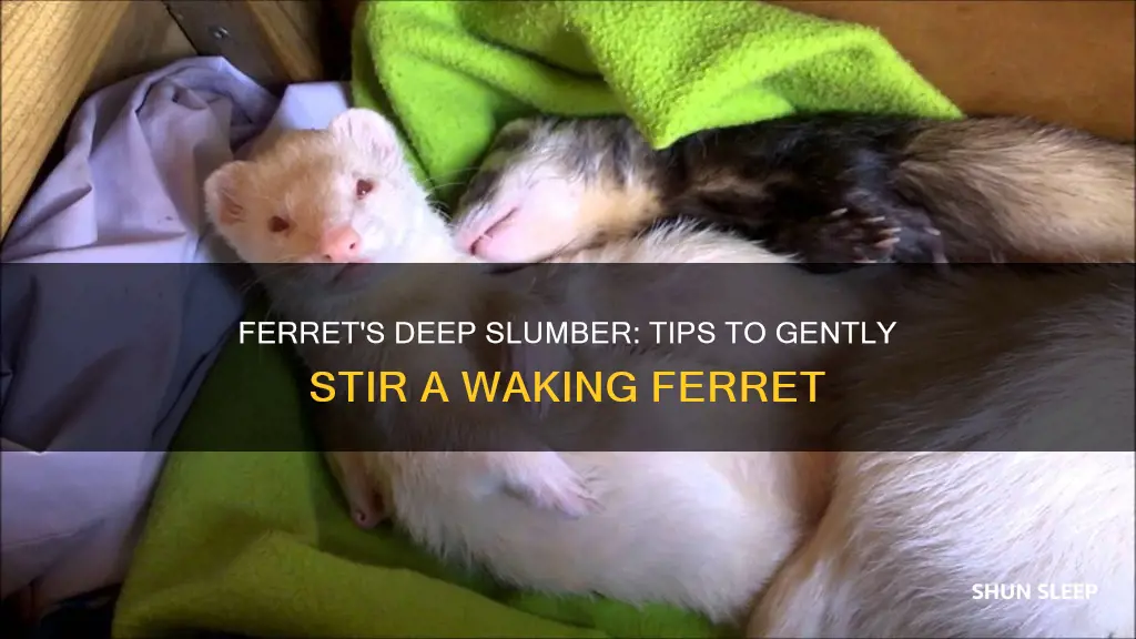 how to wake up a ferret from dead sleep