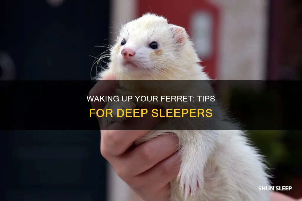 how to wake up a ferret from dead sleep