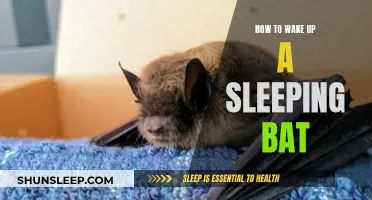 Reviving a Slumbering Bat: A Guide to Gentle Waking