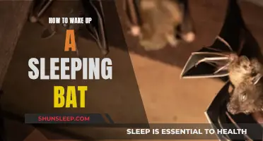Waking Up a Bat: Tips and Tricks
