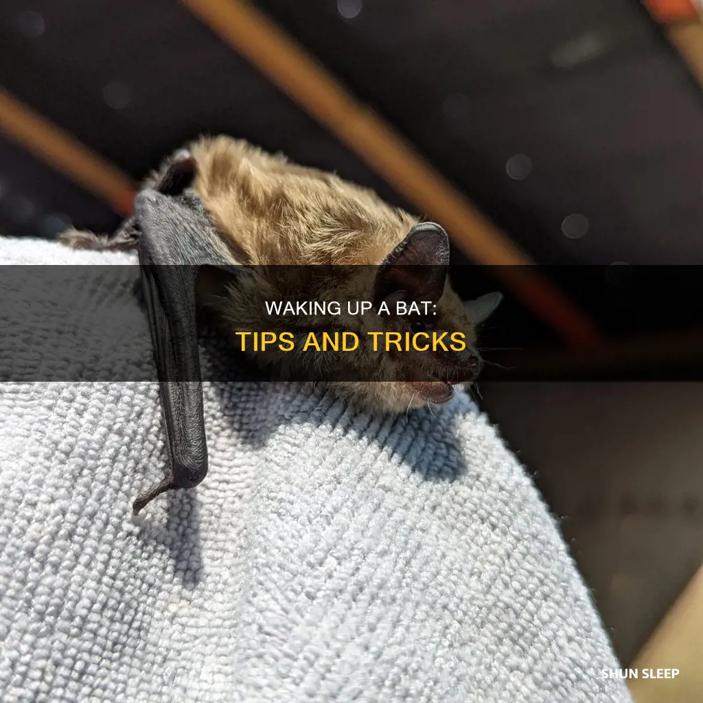 how to wake up a sleeping bat