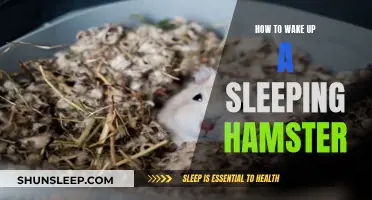 Awakening the Slumbering Hamster: Tips for a Gentle Wake-Up Call