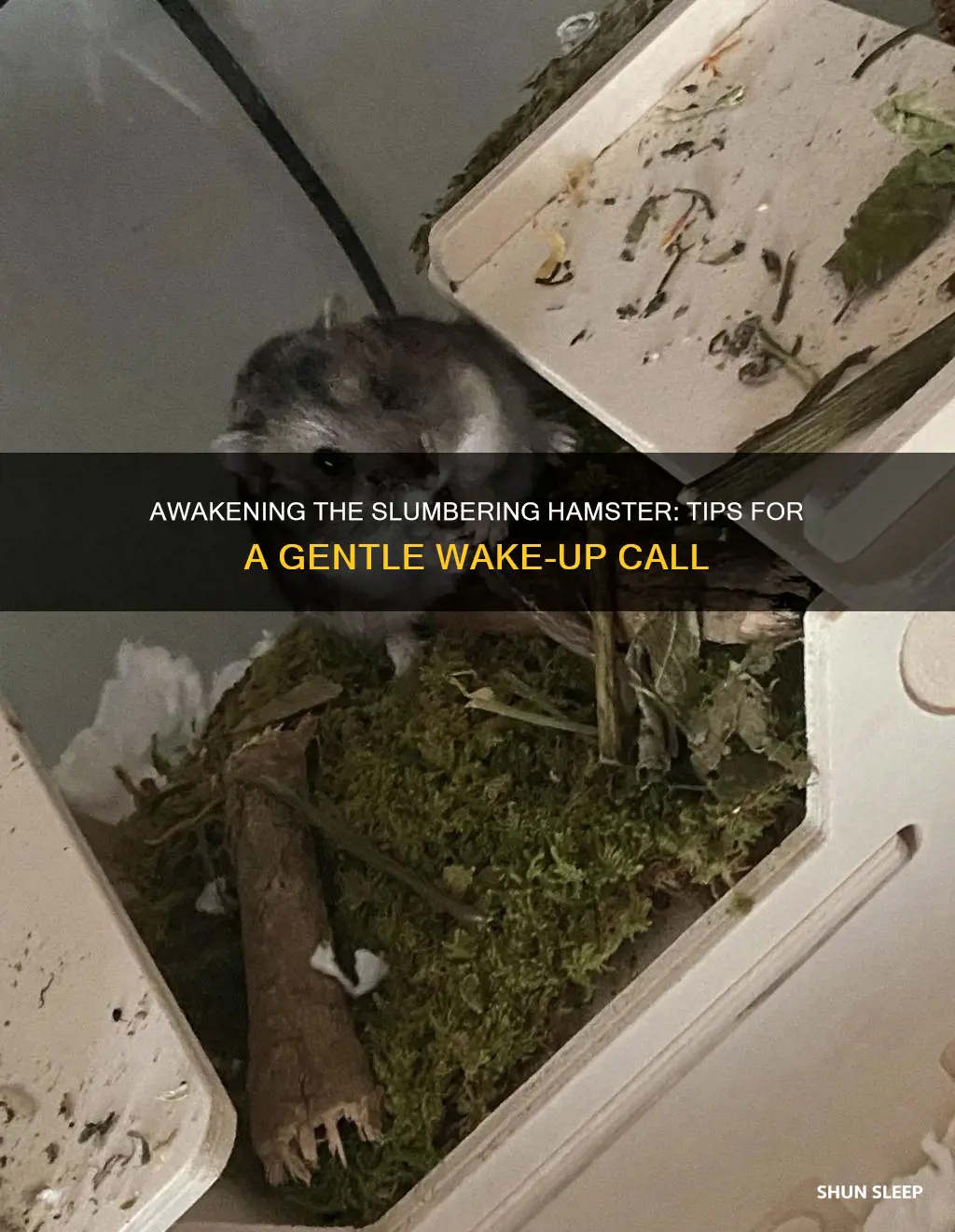 how to wake up a sleeping hamster