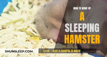 Waking Up a Hamster: Tips to Gently Rouse Your Pet
