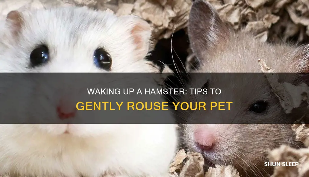 how to wake up a sleeping hamster