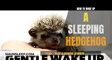 Hedgehog Awakening: Gentle Tips for Waking Up a Slumbering Spiky Friend