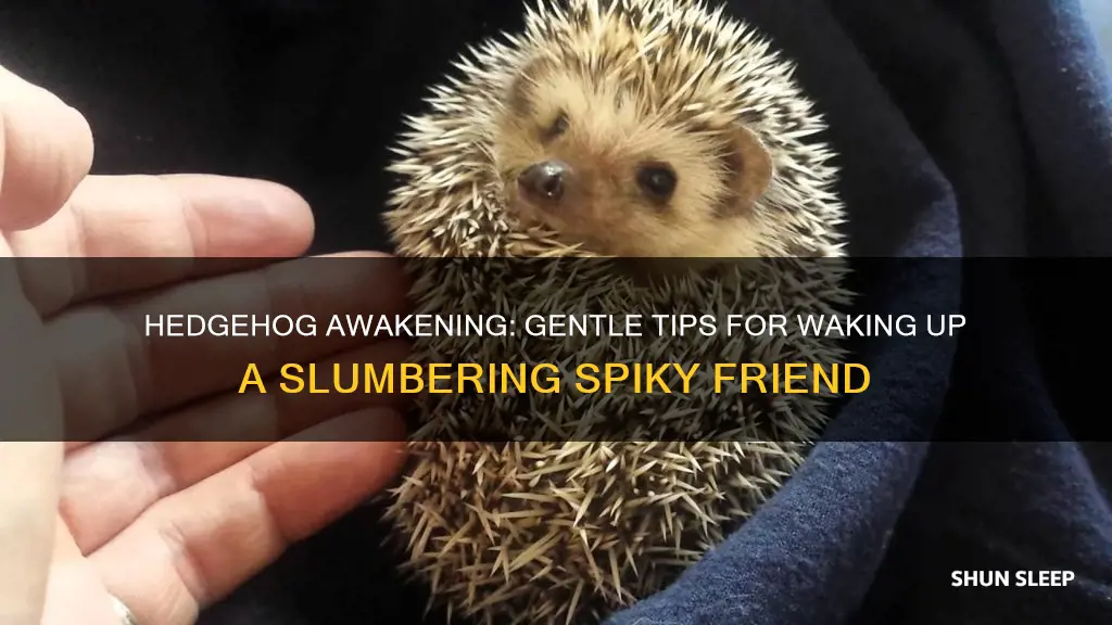 how to wake up a sleeping hedgehog