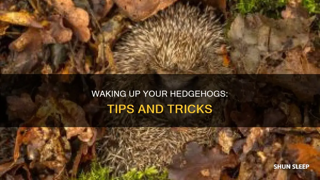 how to wake up a sleeping hedgehog