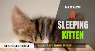 Awakening a Kitten: Tips for Gently Waking Your Feline Friend