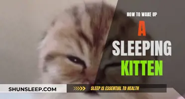 Waking Sleepy Kittens: Tips and Tricks
