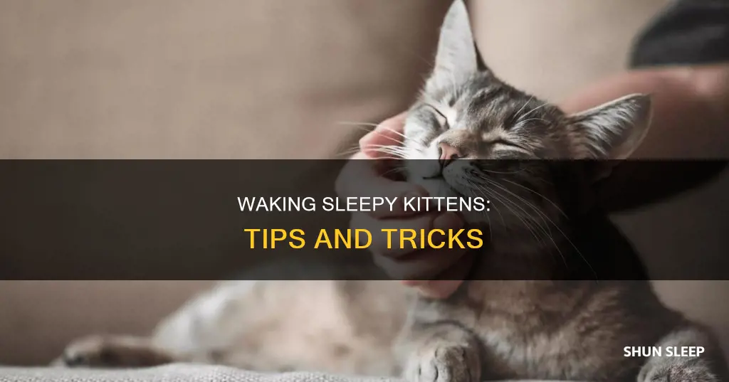 how to wake up a sleeping kitten