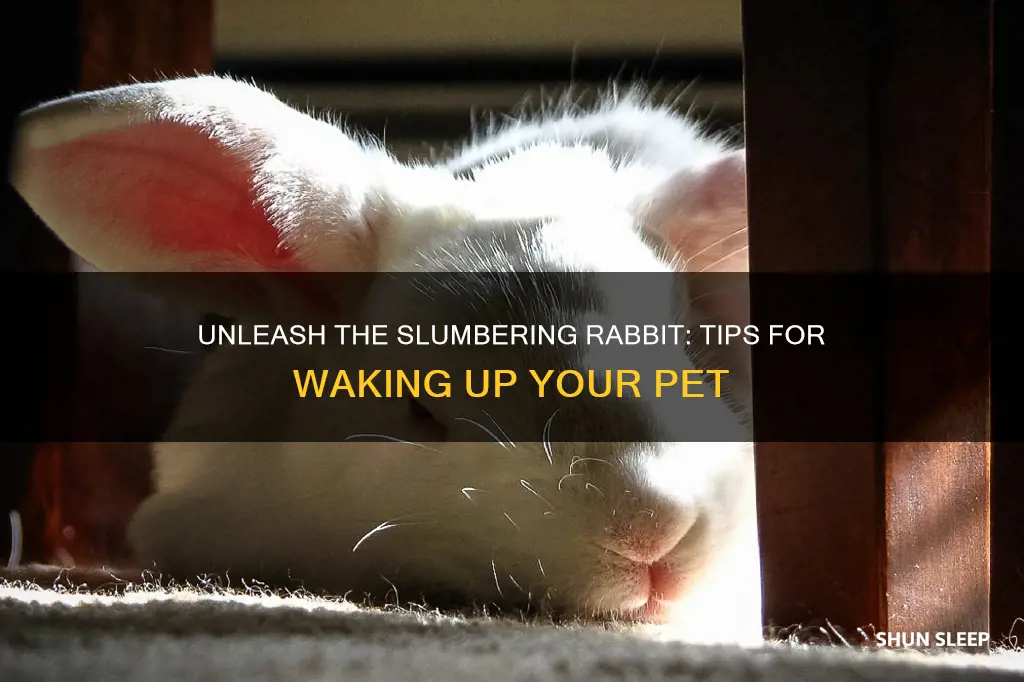 how to wake up a sleeping rabbit