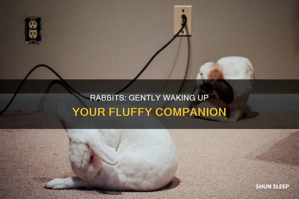 how to wake up a sleeping rabbit