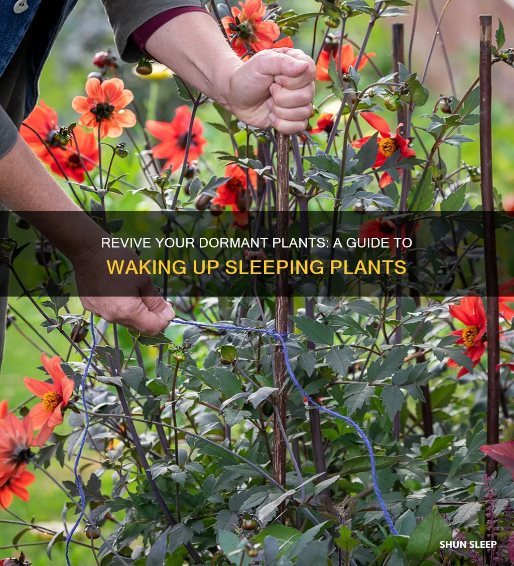 how to wake up sleeping plants