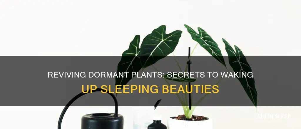 how to wake up sleeping plants