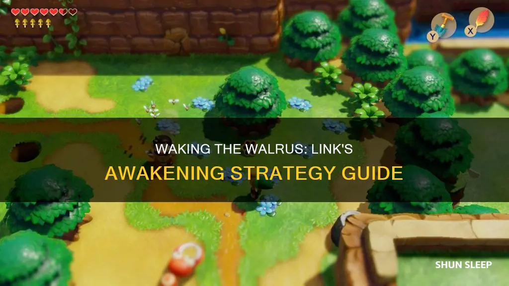 how to wake up the sleeping walrus in link