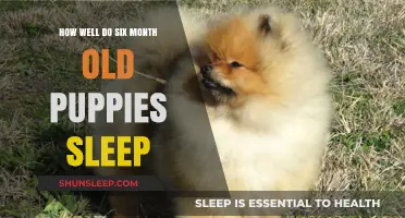 Puppies' Sleep Patterns: The Six-Month Milestone