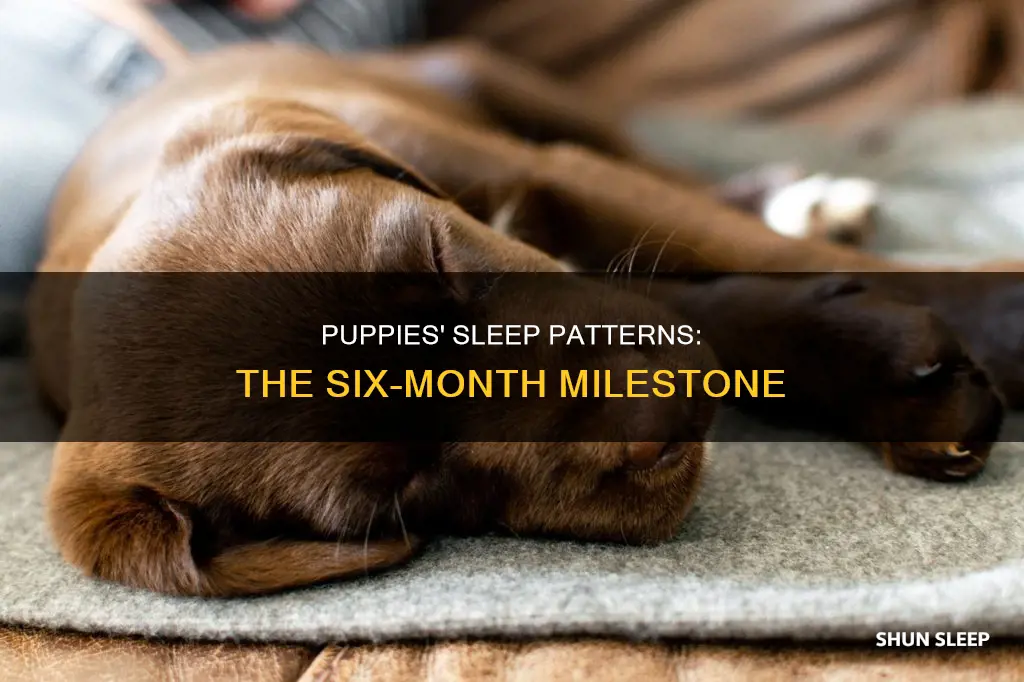 how well do six month old puppies sleep