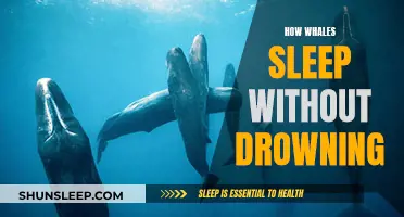 Whales' Sleep: Mastering the Art of Underwater Rest