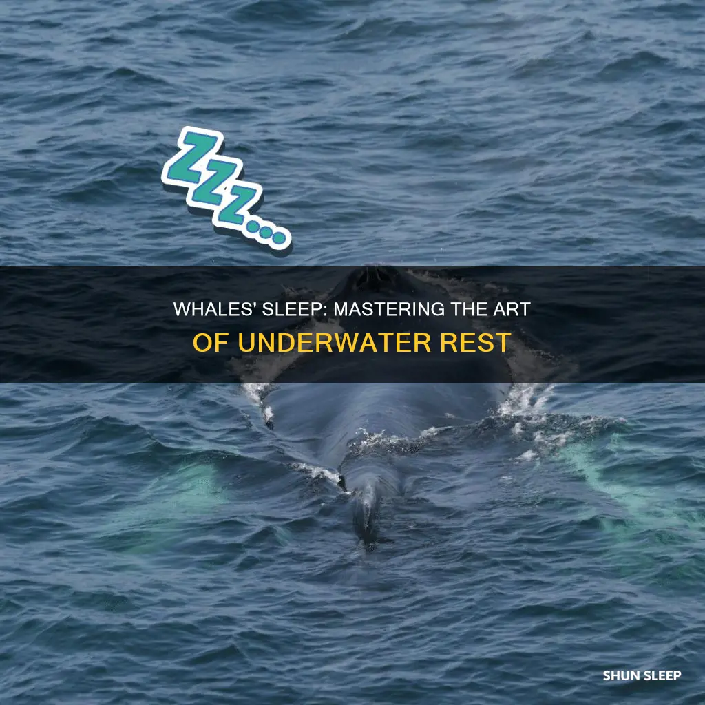 how whales sleep without drowning