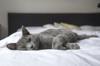 importance sleep