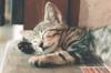 importance sleep
