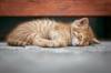importance sleep