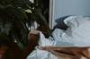 importance sleep