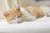 importance sleep