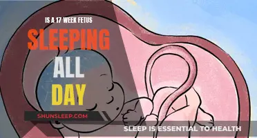 Fetal Development: Sleep Patterns at 17 Weeks