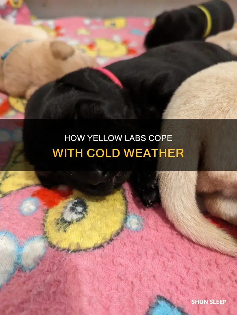 is a yellow lab used to sleeping in cold weather
