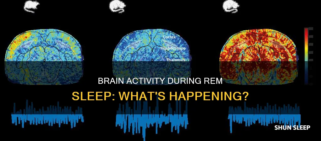 is brain activity high during rem sleep