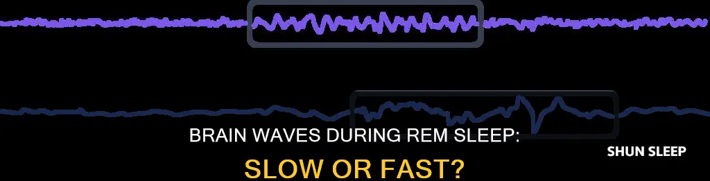 is brain wave activity slow during rem sleep