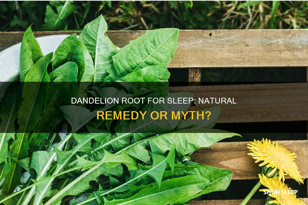 is dandelion root good to help you sleep at night