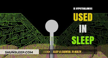 Hypothalamus: The Sleep Conductor