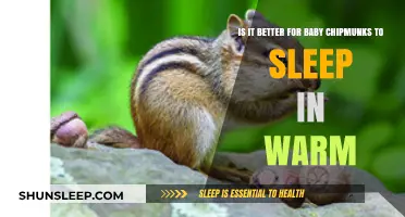Warm Sleep for Baby Chipmunks: Benefits and Best Practices