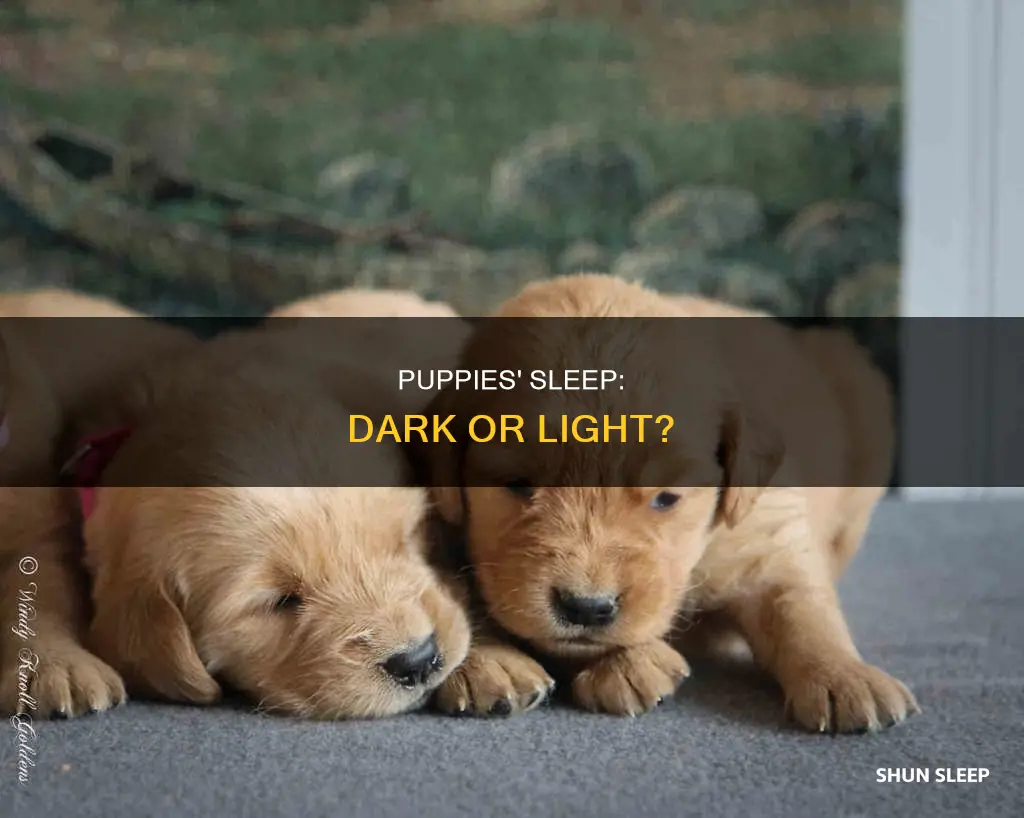 is it better for puppies to sleep in the dark