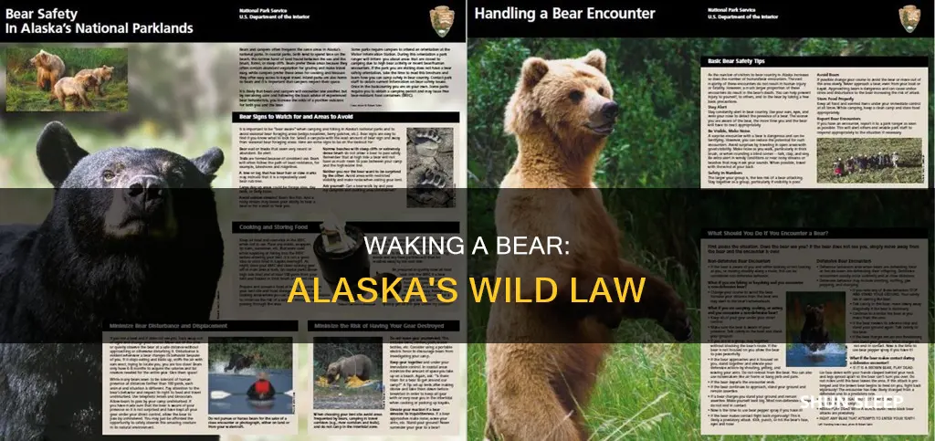 is it illegal to wake a sleeping bear in alaska