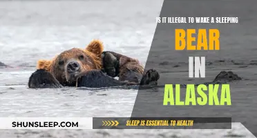 Waking Bears in Alaska: What's the Legal Status?