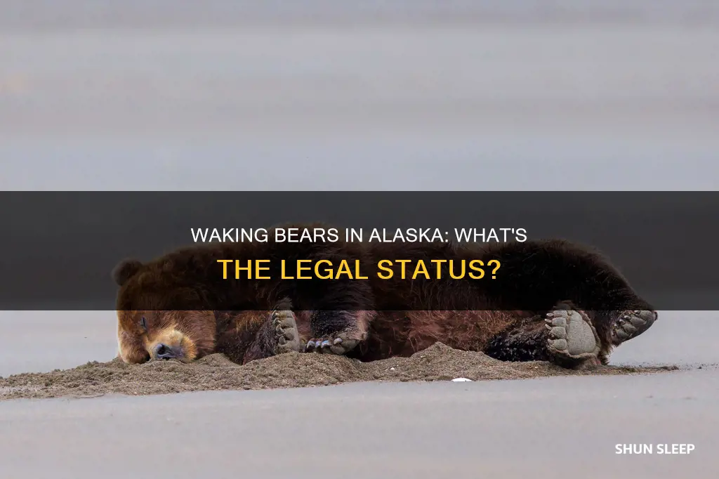 is it illegal to wake a sleeping bear in alaska