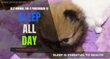 Pomeranians: Sleeping Beauty or Something More Sinister?