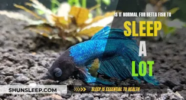 Betta Fish Sleeping: What's Normal and What's Not?