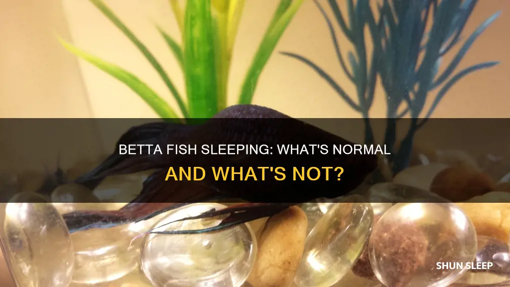 is it normal for betta fish to sleep a lot