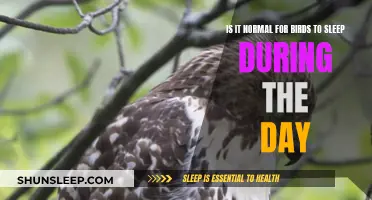 Daytime Naps: Normal Bird Behavior or Cause for Concern?