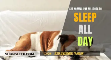 Bulldogs Sleeping Habits: Is Your Dog Sleeping Too Much?