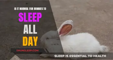 Bunnies and Sleep: What's Normal?