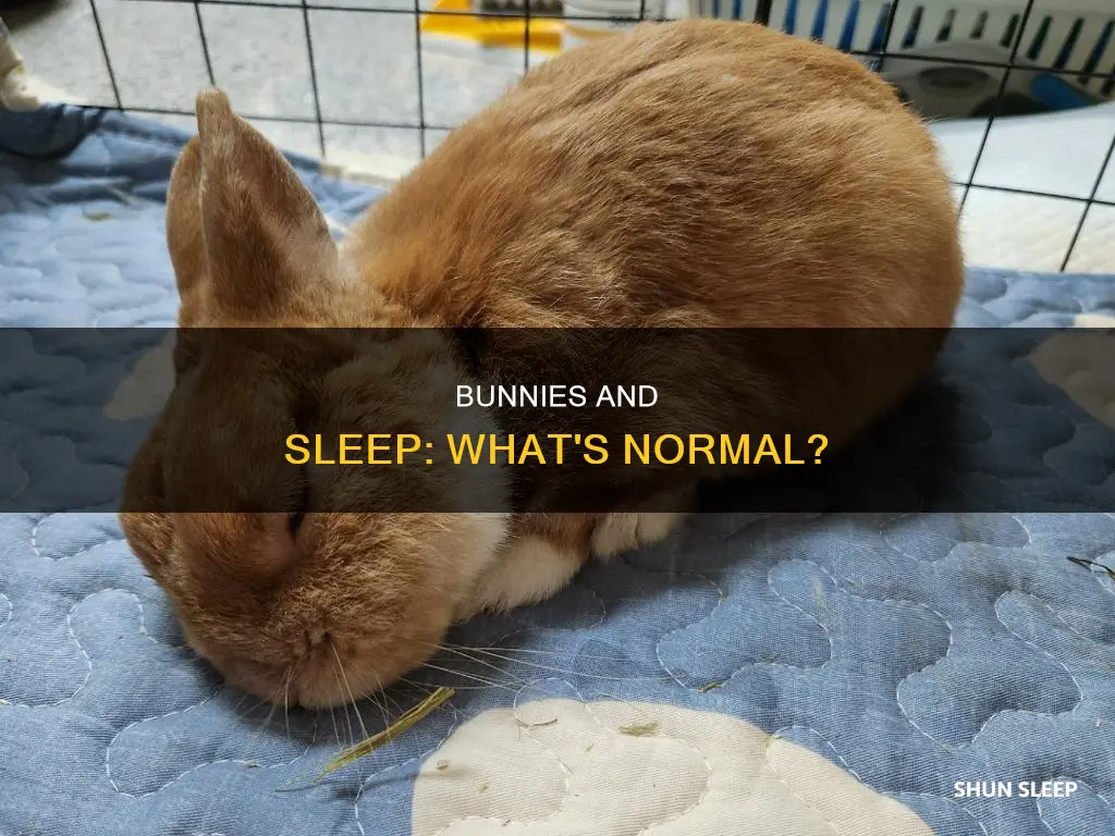 is it normal for bunnies to sleep all day