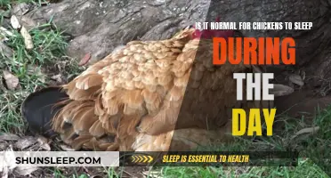 Daytime Napping: Normal for Chickens?