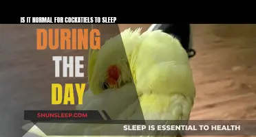 Cockatiels' Sleep Patterns: Daytime Naps Normal?